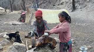 This Is Himalayan Shepherds Life In Nepal || Shepherds Organic Food Cooking And Eating ||Daily Life