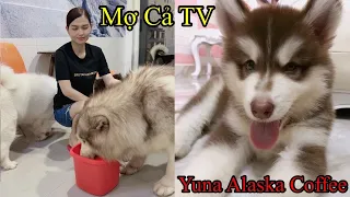 Cà Phê Thú Cưng Tp HCM - Yuna Alaska Coffee ll Mợ Cả TV (p1)