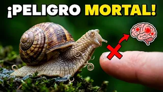 Por Qué NO Debes Tocar un Caracol Antes de Ver Este VIDEO