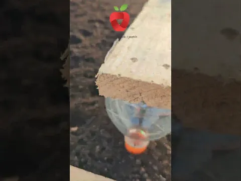 Brzi način za sadnju luka