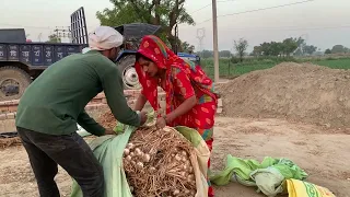 आज हमारे लहसुन डाल रहे है देखो कब से @RuviDeependra 