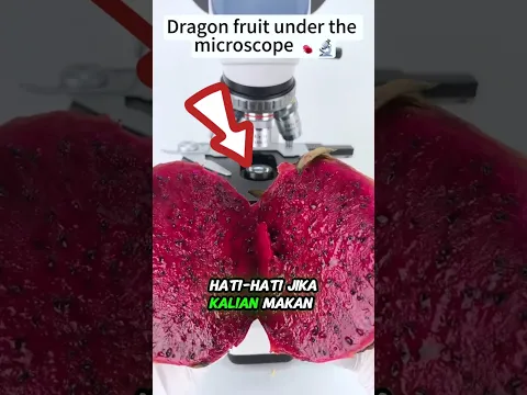 Apa Itu Didalam Buah Naga 😱
