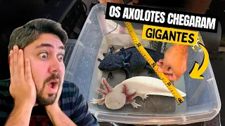 OS AXOLOTES CHEGARAM E SÃO GIGANTES! *AXOLOTL*