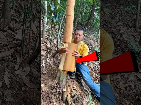 This Tree is Blessing #shortsvideo