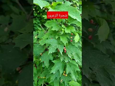 شجرة الزعرور لعلاج أمراض القلب والشرايين. يُعتقد أنها تساعد في تحسين تدفق الدم وتقوية عضلة القلب.