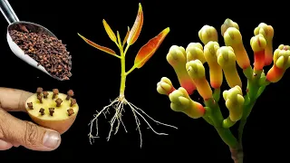 How To Grow Cove Plant At Home || Propagation Of Clove Plant From Clove