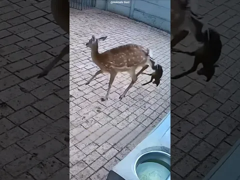 Little Baby Deer… A New Life 🥹