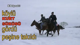 10 KURTU BİRARADA GÖRÜNCE ÇOK ŞAŞIRDILAR