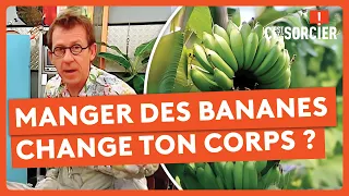 Pourquoi manger des bananes change ton corps ? - C'est pas sorcier