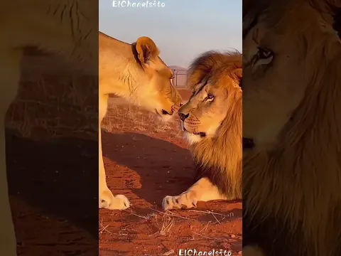 A Lioness Protects Her Cub