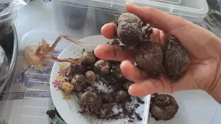 SÜMBÜL, LALE, NERGİS SOĞANI NASIL SAKLANIR.