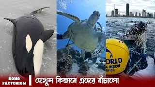 সমুদ্র থেকে বাঁচালো এই প্রাণীদের || Amazing Animal Rescue Videos