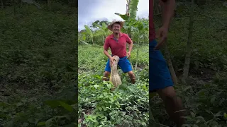 A CUMADE VAI PEGAR QUEM TA PEGANDO AS ABÓBORAS DELA