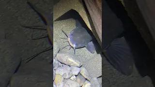 Night time in the eel pit