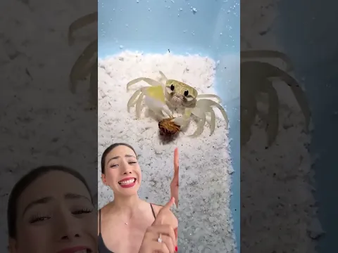 Badabun Nos Está ROBANDO Contenido!