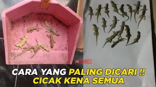 Kenapa Gak Ngomong Dari Dulu!! Cara Mudah Panen Cicak