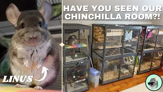 The Chinchillas' Full Morning Routine | Get Ready With Us! 🐭