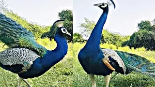 beautiful peacock dance mor ka khubsurat dance video mor nachte