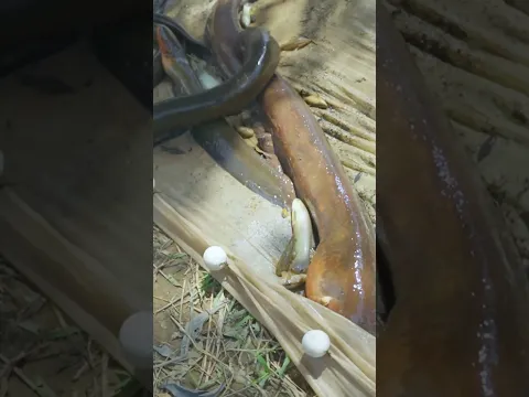 Pesca de ANGUILAS ELÉCTRICAS gigantes