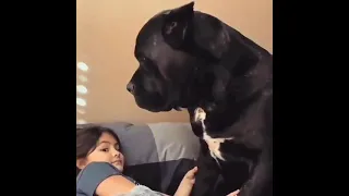 Dogs