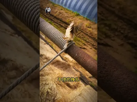 "How did the bird get stuck in this?