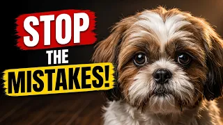 STOP Doing These 12 Things To Your Shih Tzu Right Now