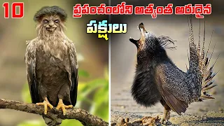 ఇలాంటి వింత పక్షుల్ని మీరు జీవితంలో చూసుండరు! Top 10 Rarest Birds | Telugu Brain