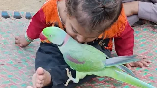 Parrot & Aliza Funny Movements || 29 October 2024