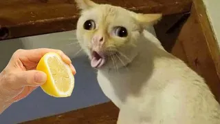 Funniest Cats /Dog Videos 2024 😅 - Best Funny Animal Videos Of The week 🐶 😹