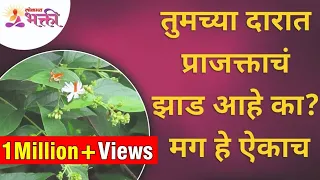 तुमच्या दारात प्राजक्ताचं झाड आहे का? Prajakta Tree Information | Parijat Tree | Lokmat Bhakti