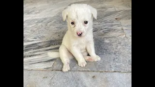 Dog playing and funny moments | Farhan Azam Vlogs is live #livestream