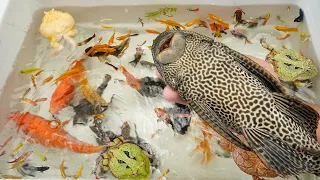 Fish Axolotl Suckermouth Catfish Turtle Ping Pong Guppy Goldfish Carps Tiger Barb Koi Animals Video