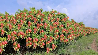 Cashew Cultivation and Cashew Nut Harvesting in My Village