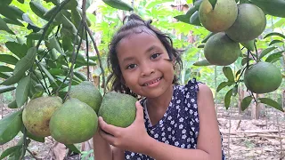 memetik buah jeruk dikebun bersama si bocil #bocil  #bocilyangmain #fruit #jeruk #viral