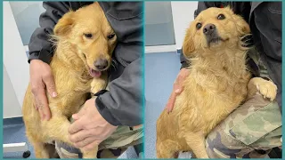 Sweetest Stray Dog Realizes She's Been Rescued | Howl Of A Dog