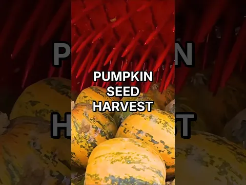 Why Harvest Pumpkins Just for Seeds