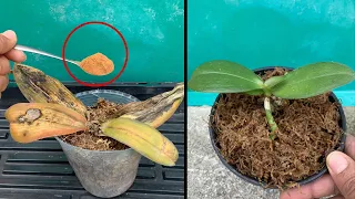 Miraculous for making rotten orchids revive immediately
