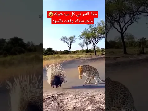 هذا ما يسمى: من لا يعرف الصقر يشوية #shorts