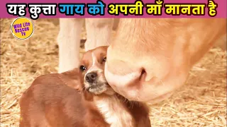 यह कुत्ता गाय को अपनी माँ मानता है |  The dog considers the cow as its mother #animal #animlover