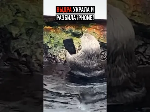 Выдра украла и разбила iPhone! Выдра главный хейтер Apple и Айфон ! #shorts