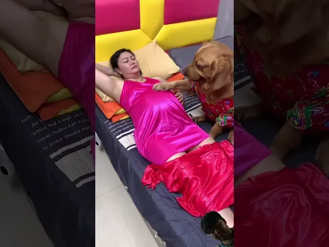 #dog #funny #goldenretreiver #puppy #pets #cute #dogshorts #amazing #animals #cutedog #dogs #shorts