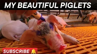 Good morning everyone.#pig #farming #animals #highlights #funnyanimals