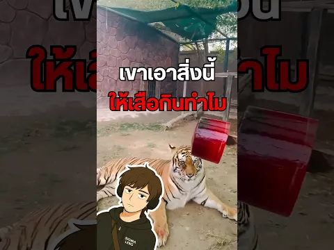 อากาศร้อน เสือแม่งได้กินสิ่งนี้!🤔 #เสือ #Tiger #ไอติมเลือด #AnimalFacts #สัตว์โลก #สวนสัตว์