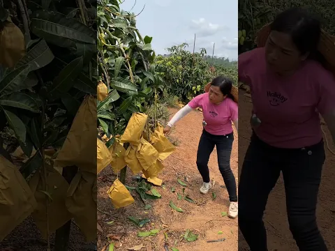 Beautiful natural mangos fruit farm and cutting skills so fresh with rural farming life #2024