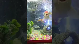 Aquarium live, 5th Live, ep5🎉 / live fish