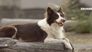 CUTE ANIMALS REACTION 💢