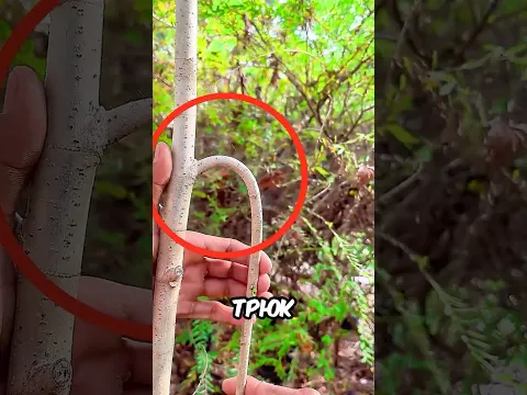 Он ПОМЕСТИЛ ВЕТКУ в БУТЫЛКУ, и ВЫРОСЛИ КОРНИ! 🤯🌱
