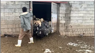فیدۆیەکی جوانی سروشتی گوند ئالیک دانی مەر و بزن  لە زستاندا کە بەفر باریوە #خروف #sheep #goat