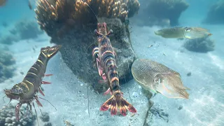Diving to catch seafood, shrimp, crab - Super fast shrimp - My daily work vlog