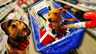 BUYING MY DOGS ANYTHING THEY TOUCH!
